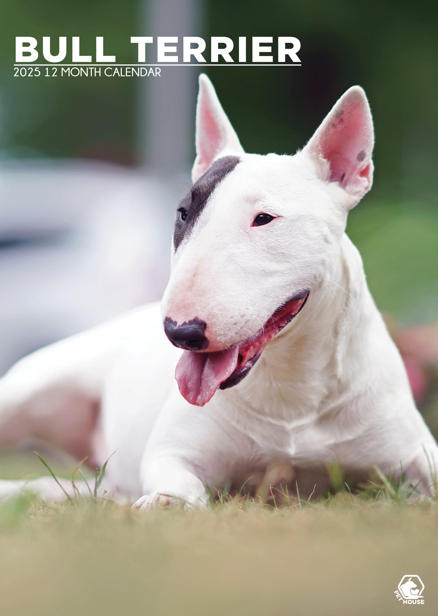 Bull Terrier Calendar 2025