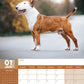 Bull Terrier Calendar 2025