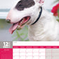 Bull Terrier Calendar 2025