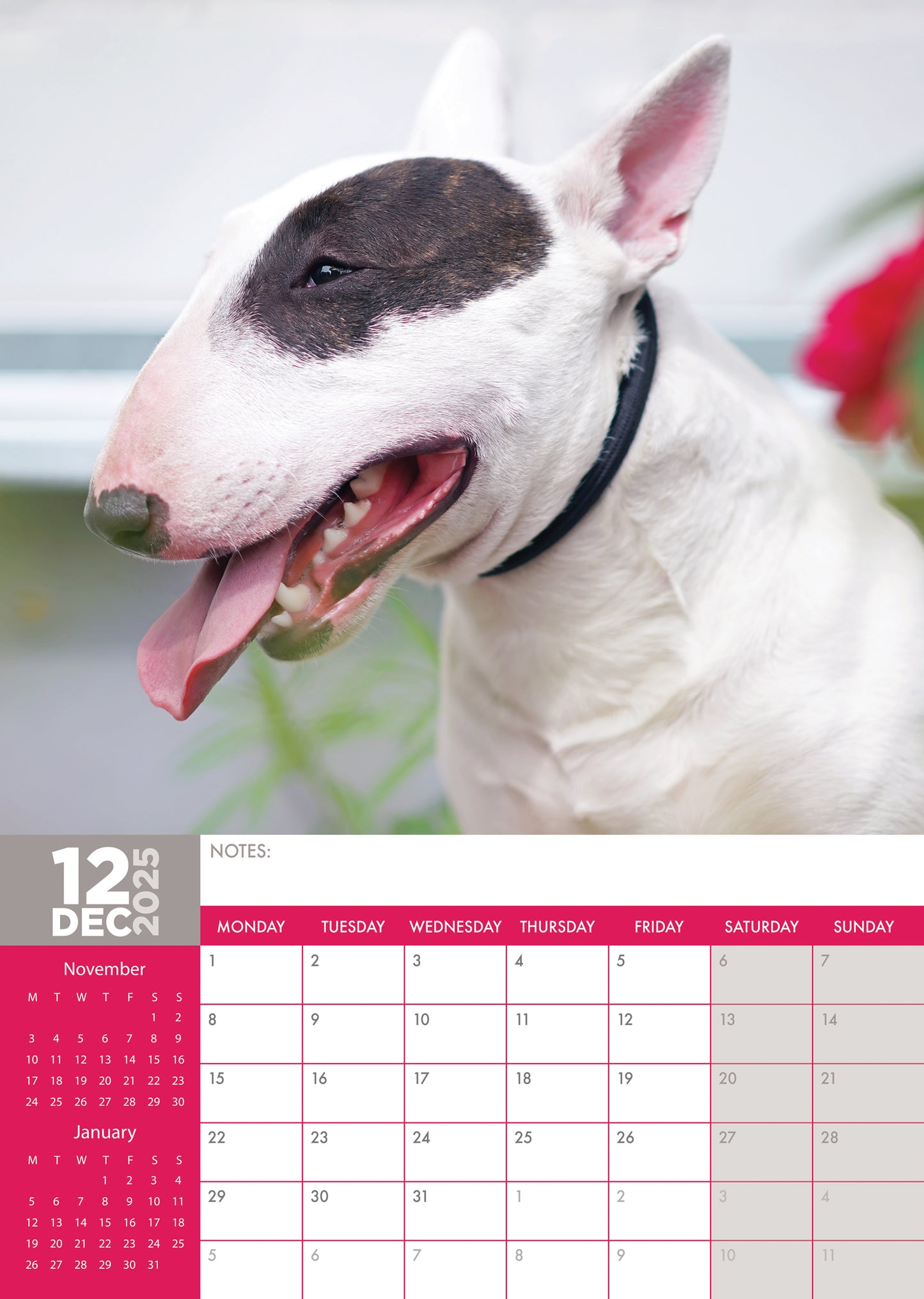 Bull Terrier Calendar 2025