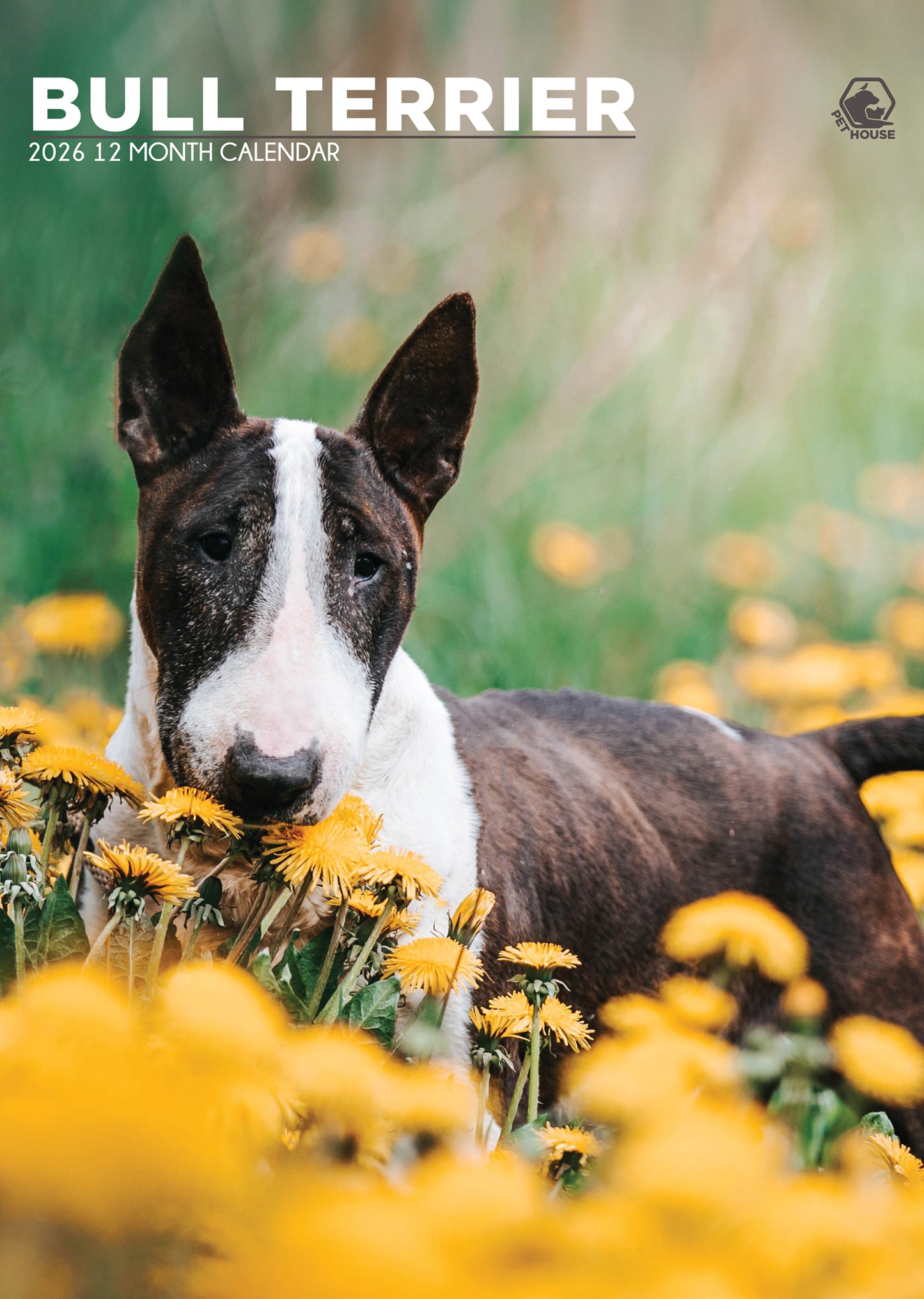 Bull Terrier - A3 Calendar 2026