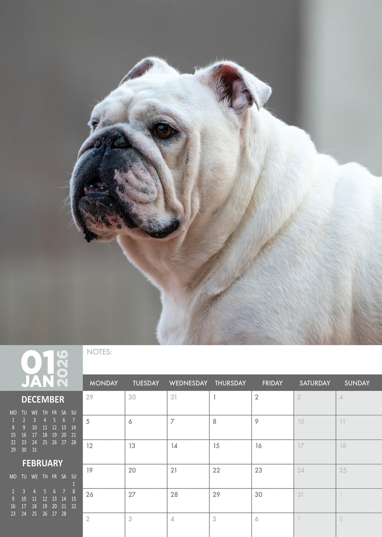 Bulldog - A3 Calendar 2026