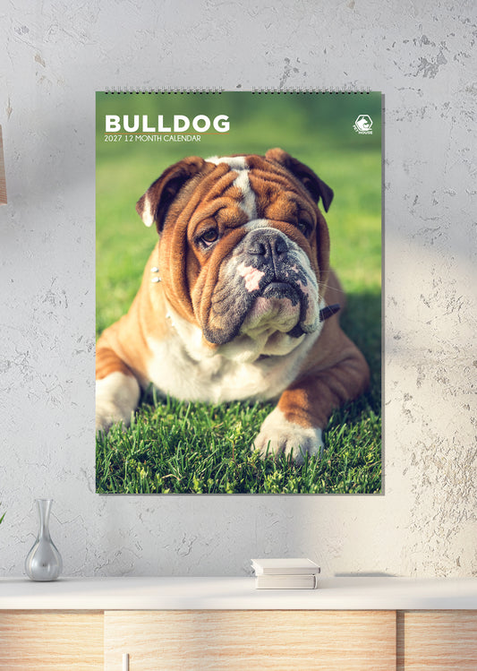 Bulldog - A3 Calendar 2027