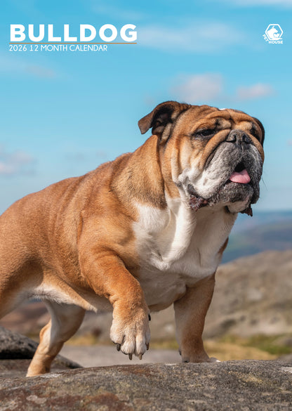 Bulldog - A3 Calendar 2026