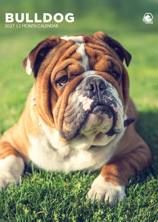 Bulldog - A3 Calendar 2027