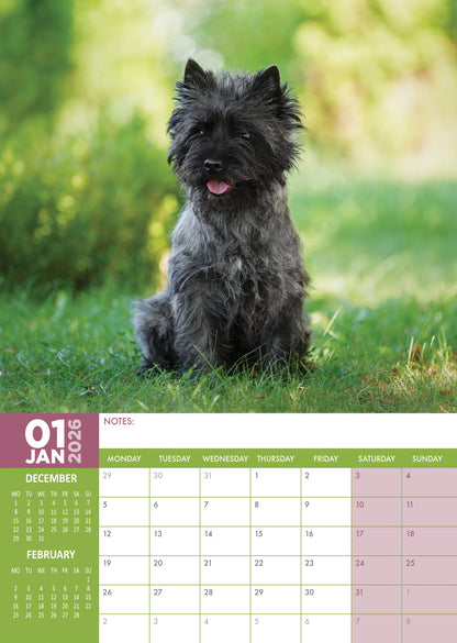 Cairn Terrier - A3 Calendar 2026