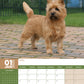 Cairn Terrier Calendar 2025