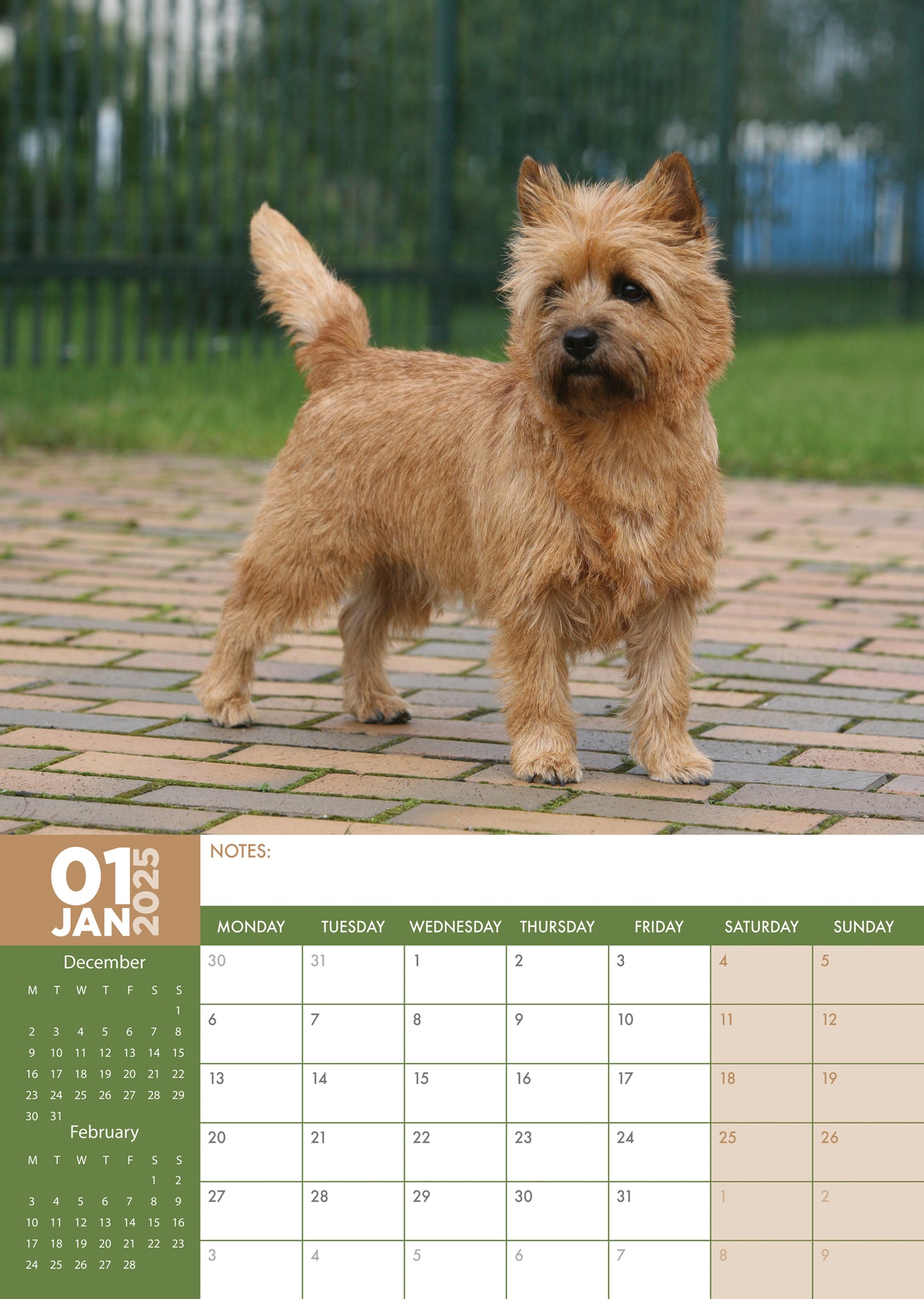 Cairn Terrier Calendar 2025