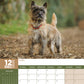 Cairn Terrier Calendar 2025