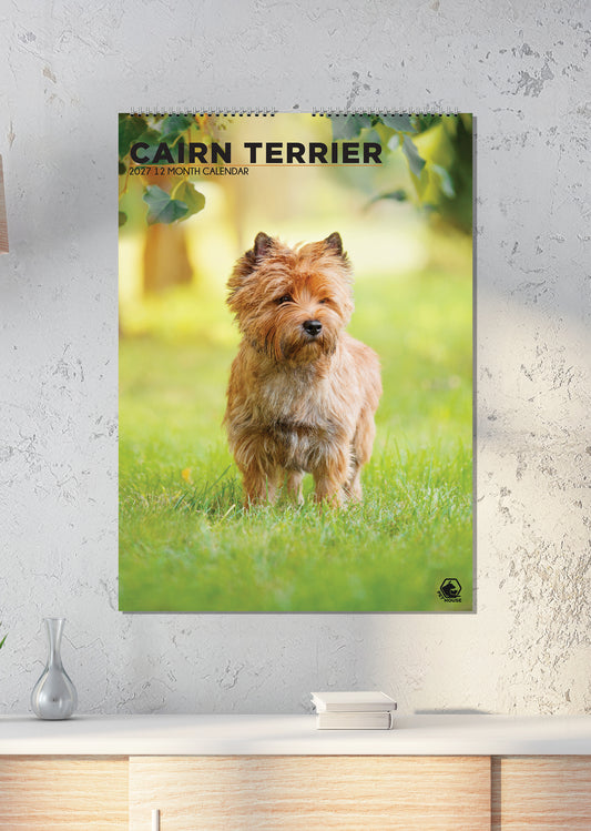 Cairn Terrier - A3 Calendar 2027