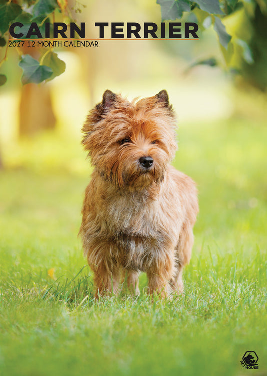 Cairn Terrier - A3 Calendar 2027