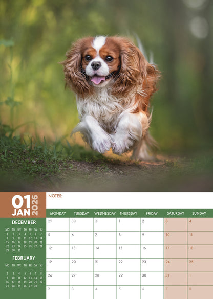 Cavalier King Charles - A3 Calendar 2026