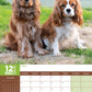 Cavalier King Charles Calendar 2025