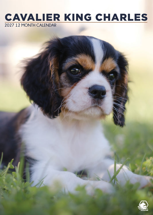 Cavalier King Charles - A3 Calendar 2027