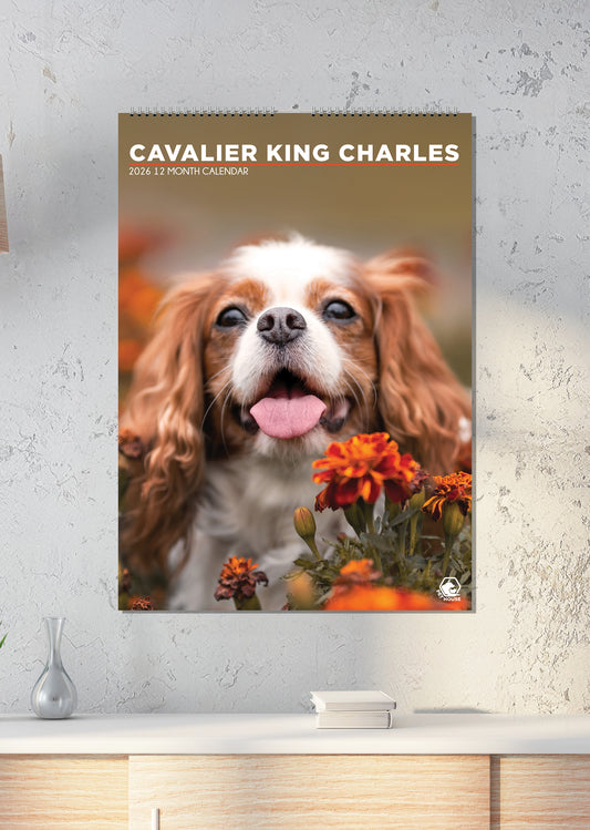 Cavalier King Charles - A3 Calendar 2026