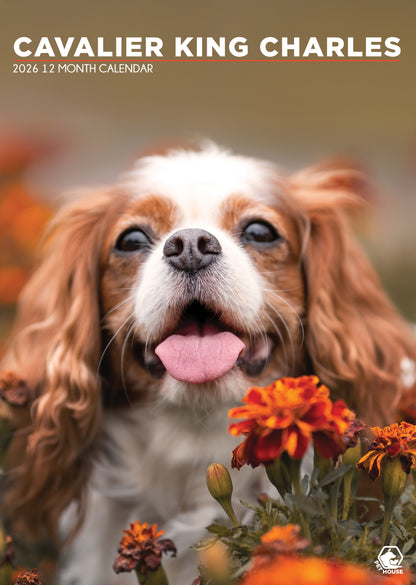 Cavalier King Charles - A3 Calendar 2026