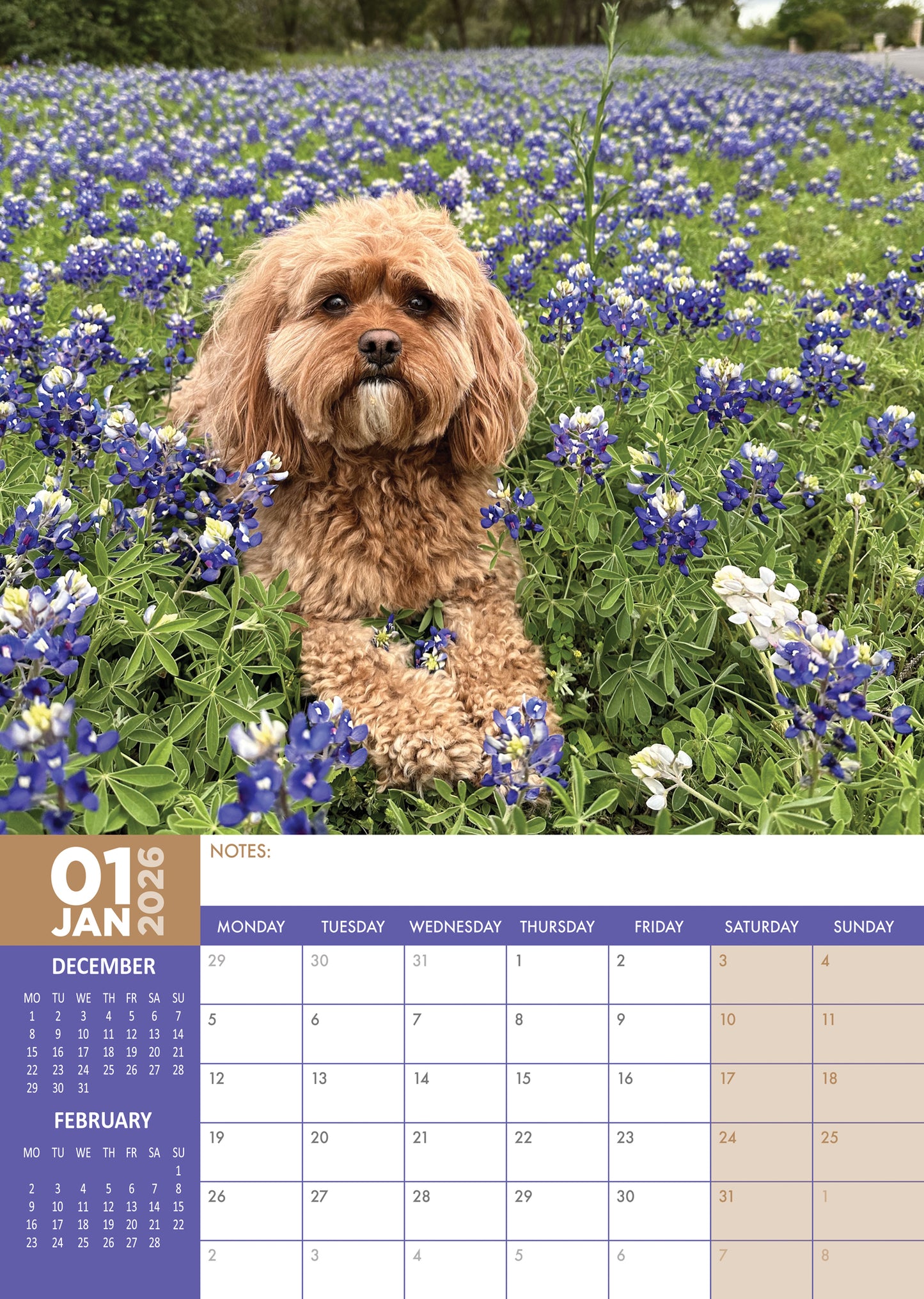 Cavapoo - A3 Calendar 2026