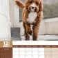 Cavapoo Calendar 2025