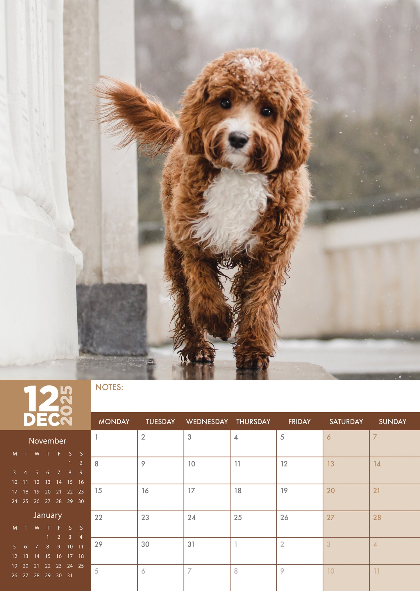 Cavapoo Calendar 2025