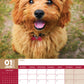 Cavapoo Calendar 2025