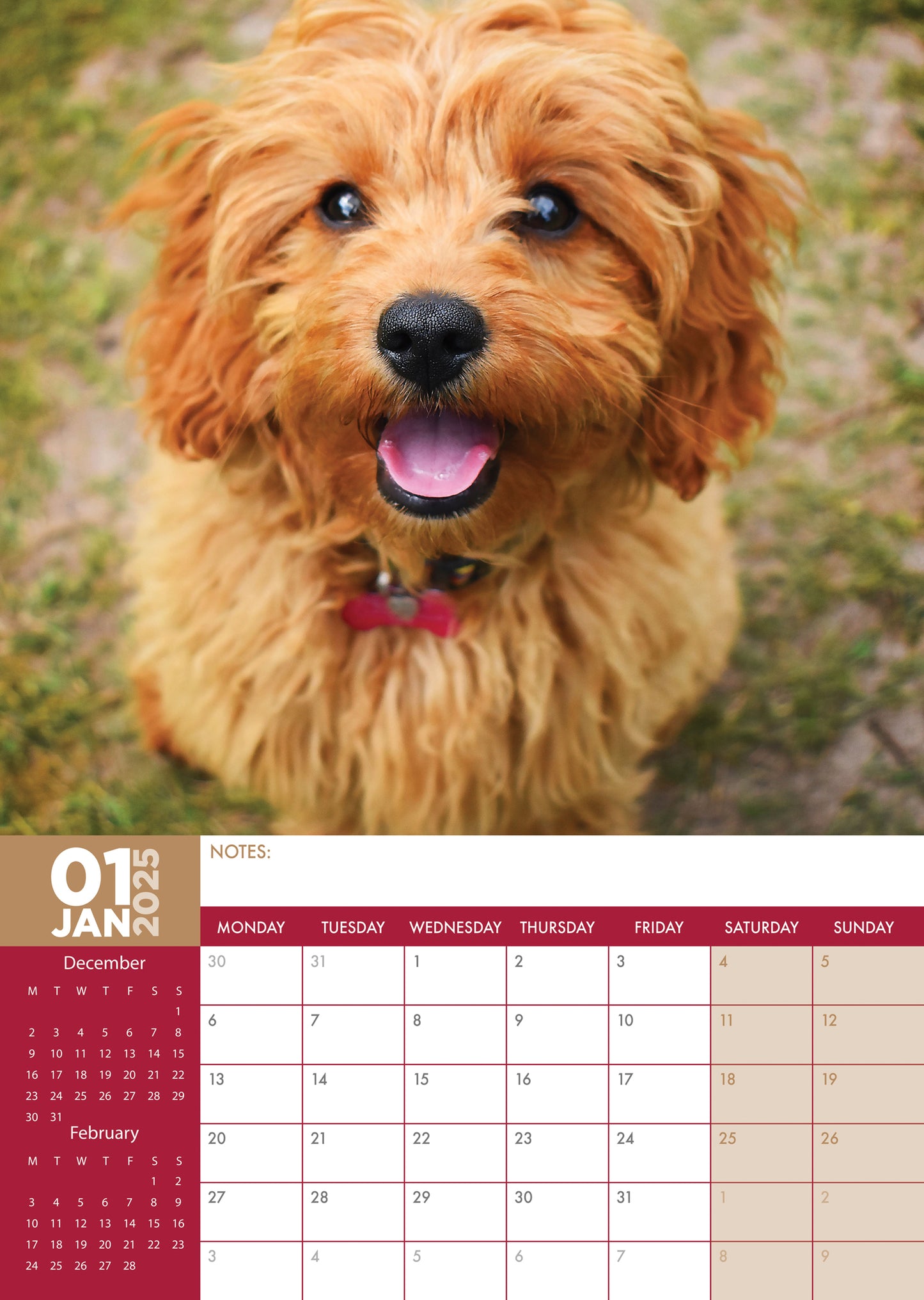 Cavapoo Calendar 2025