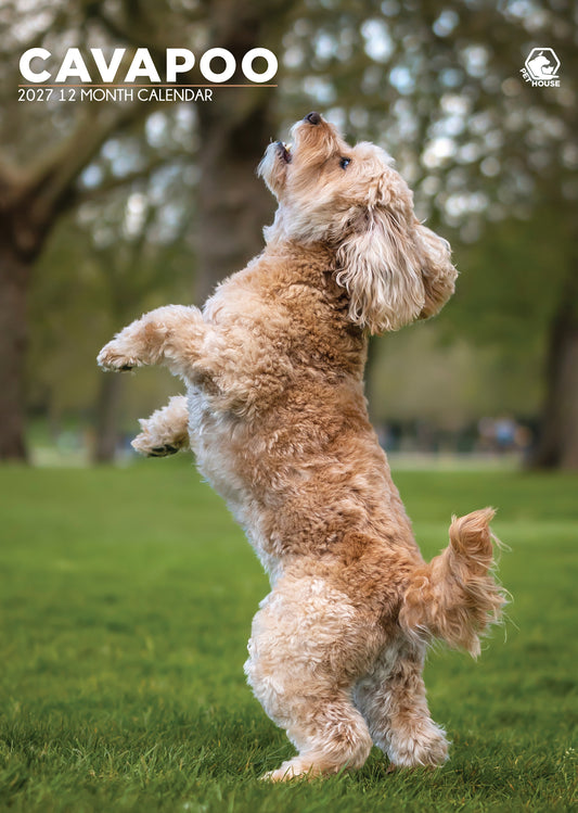 Cavapoo - A3 Calendar 2027