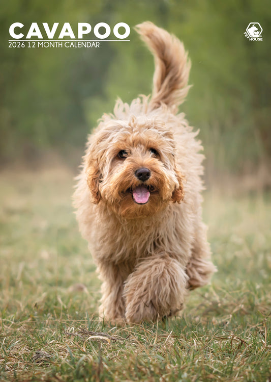 Cavapoo - A3 Calendar 2026