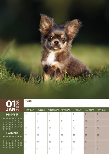 Chihuahua - A3 Calendar 2026