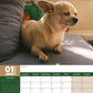 Chihuahua Calendar 2025