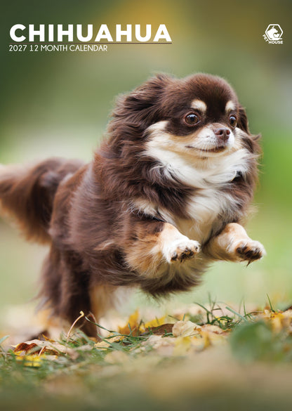 Chihuahua - A3 Calendar 2027