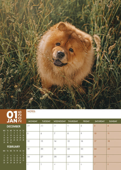 Chow Chow - A3 Calendar 2026