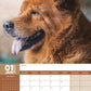 Chow Chow Calendar 2025