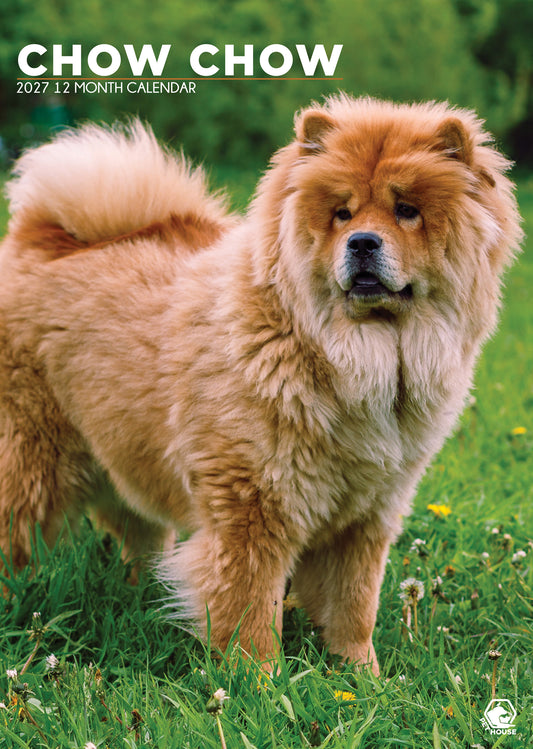 Chow Chow - A3 Calendar 2027