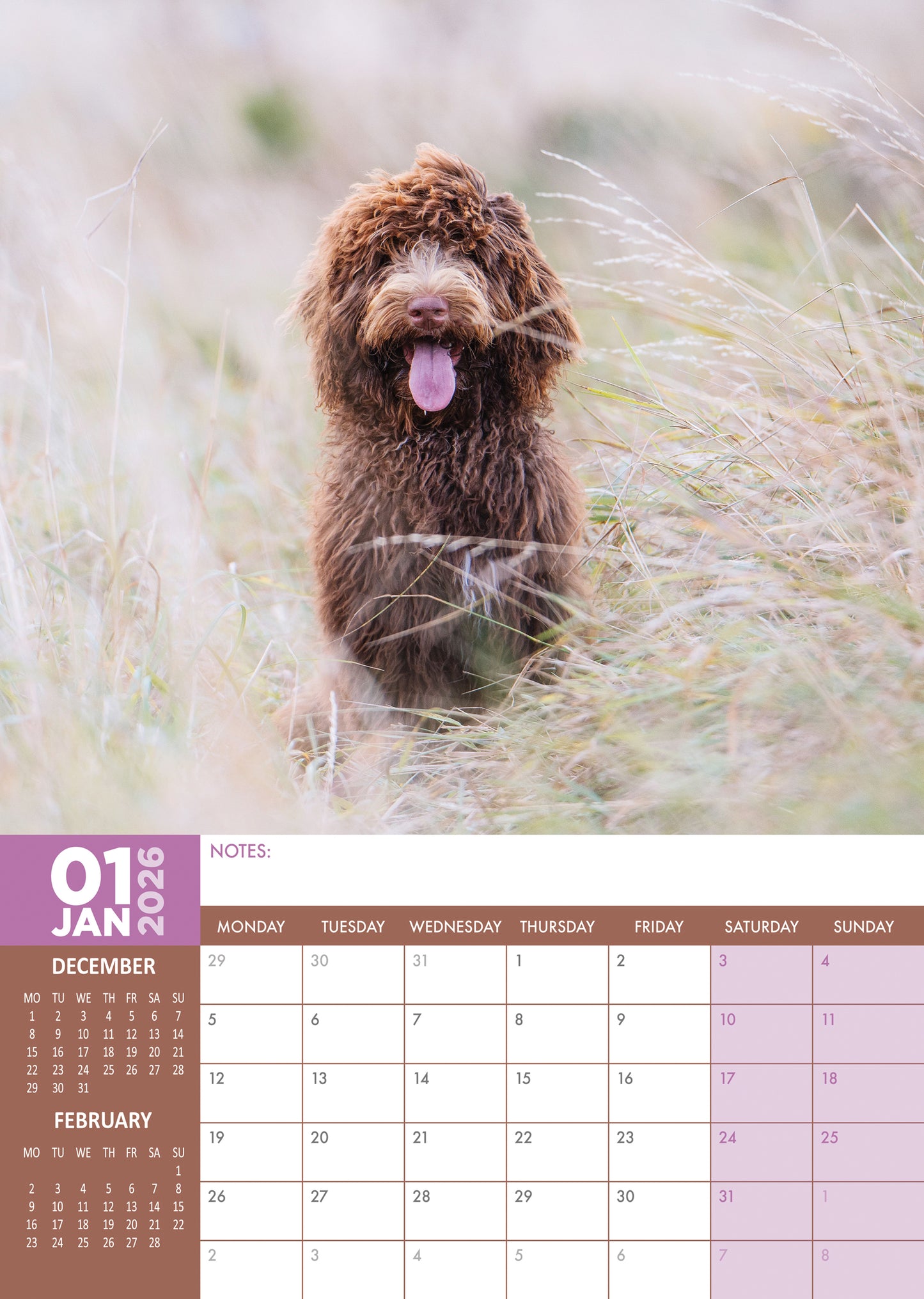 Cockapoo - A3 Calendar 2026 – CalendarsRus