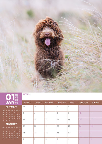 Cockapoo - A3 Calendar 2026