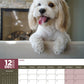 Cockapoo Calendar 2025