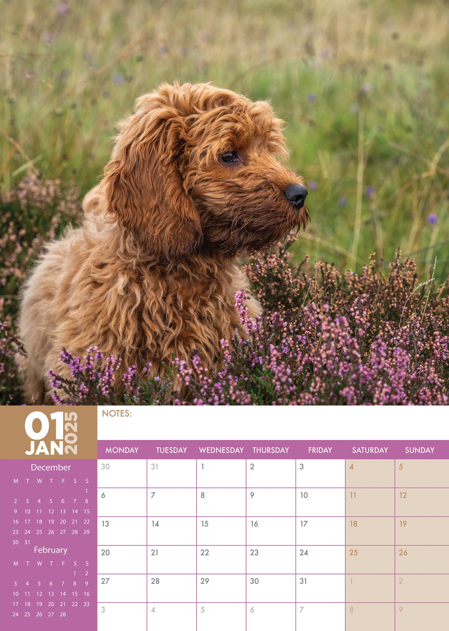 Cockapoo Calendar 2025