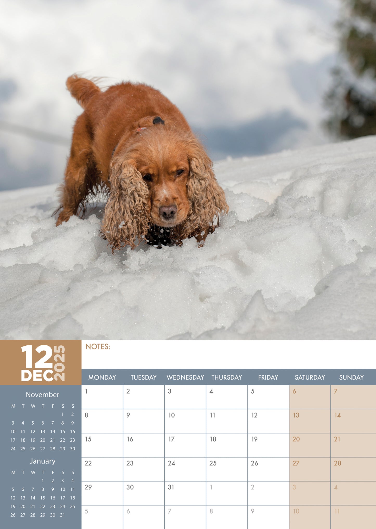 Cocker Spaniel Calendar 2025