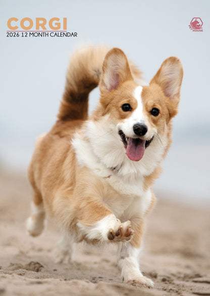 Corgi - A3 Calendar 2026