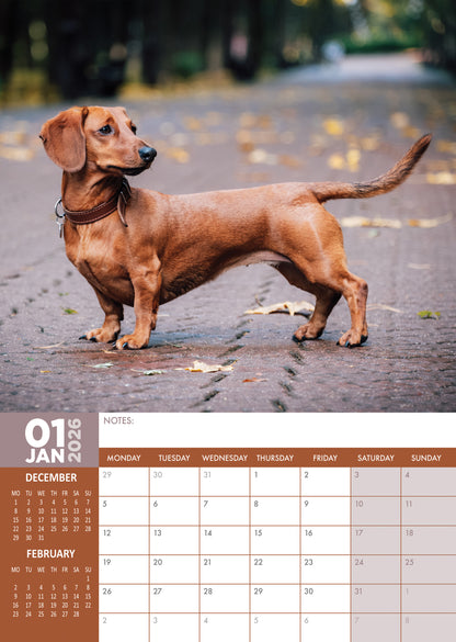 Dachshund - A3 Calendar 2026