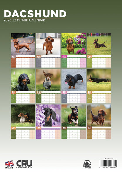 Dachshund - A3 Calendar 2026