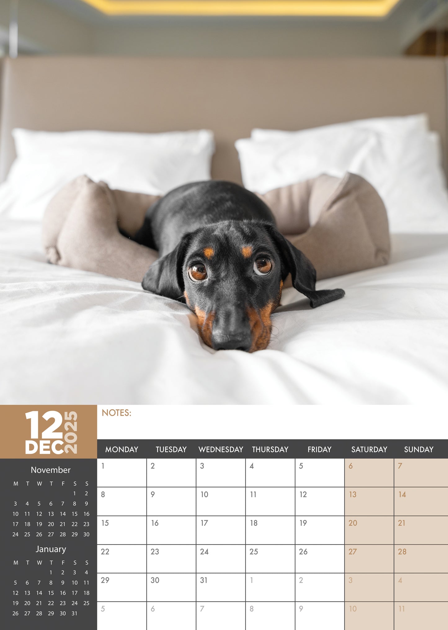 Dachshund Calendar 2025