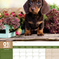 Dachshund Calendar 2025