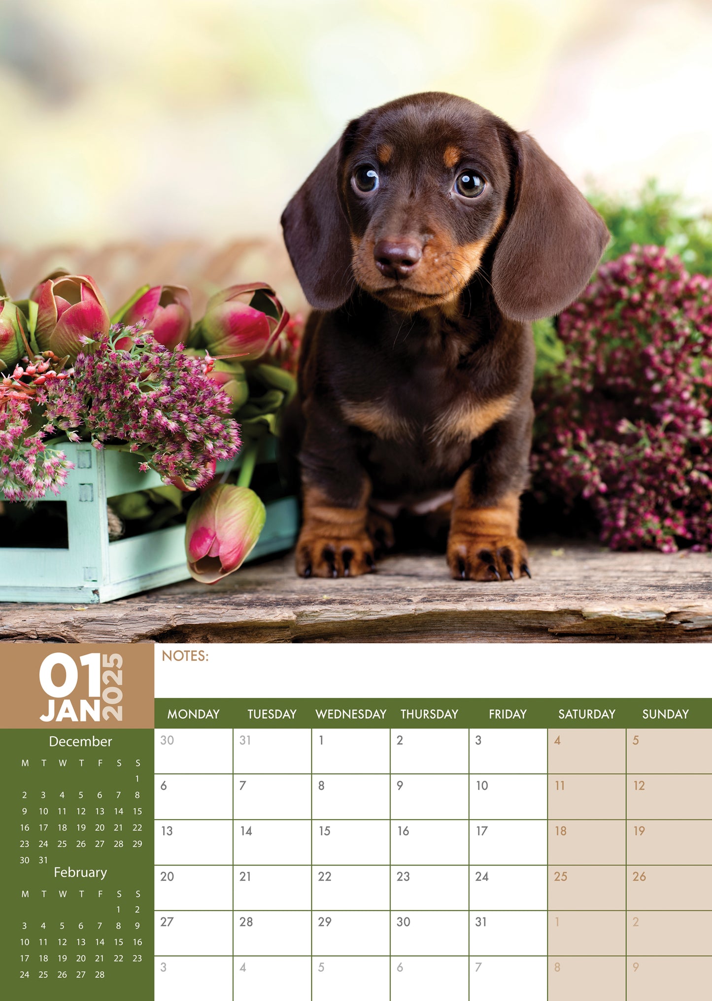 Dachshund Calendar 2025