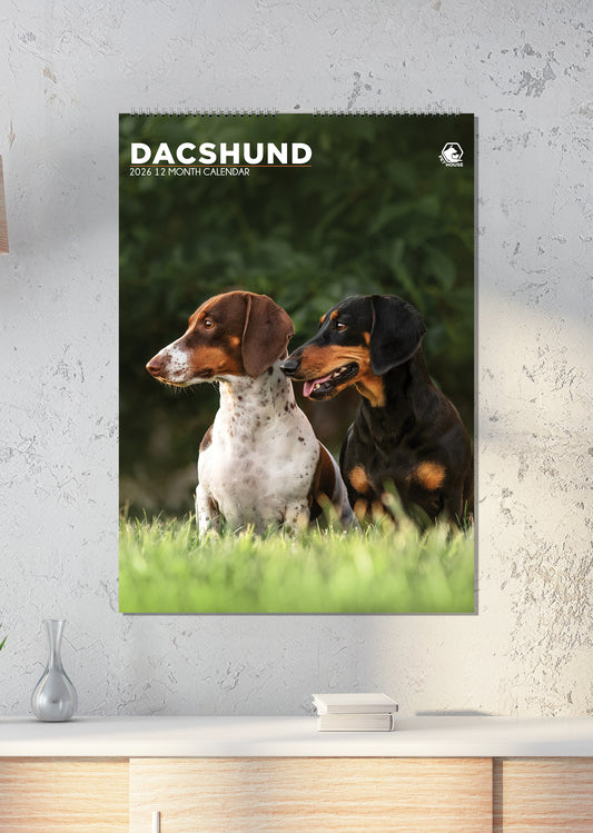 Dachshund - A3 Calendar 2026