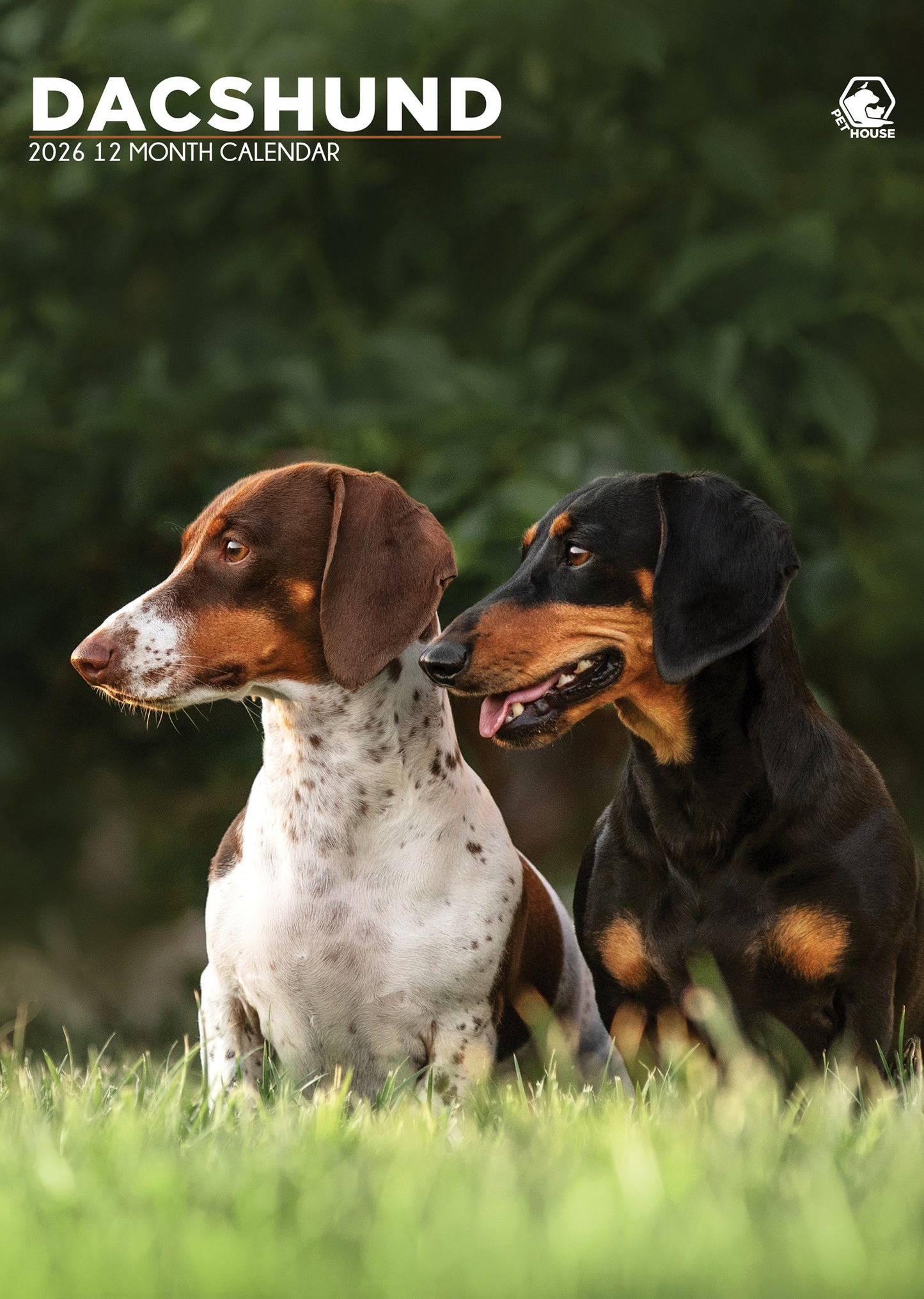 Dachshund - A3 Calendar 2026