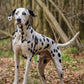 Dalmatian Calendar 2025