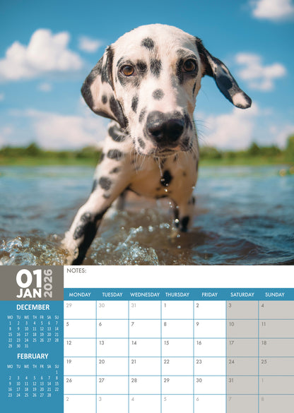 Dalmatian - A3 Calendar 2026