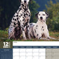 Dalmatian Calendar 2025