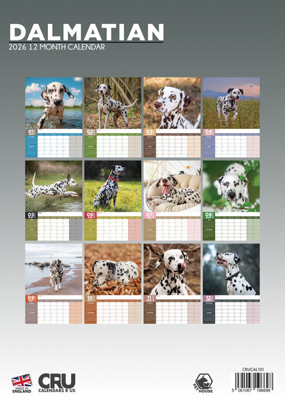 Dalmatian - A3 Calendar 2026